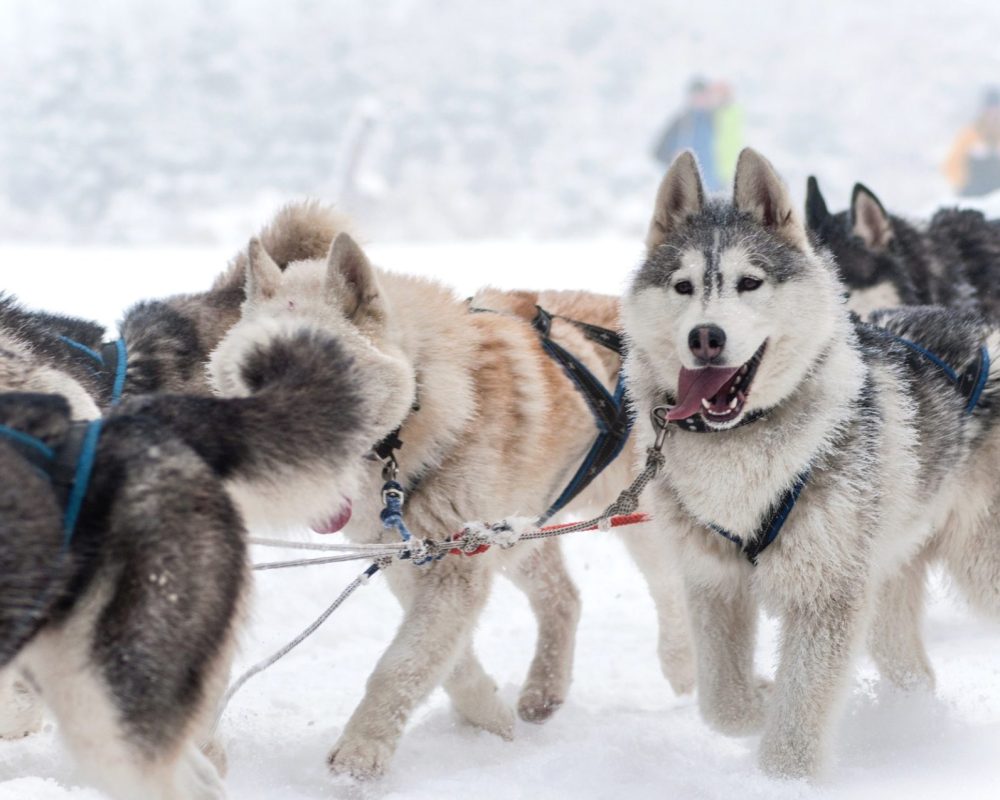 dog-sled-with-husky-dogs